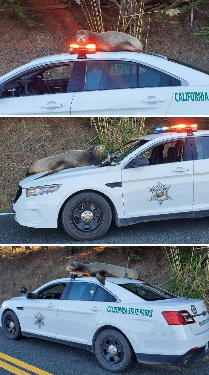 A Sea Lion Climbed On My Car The Other Day