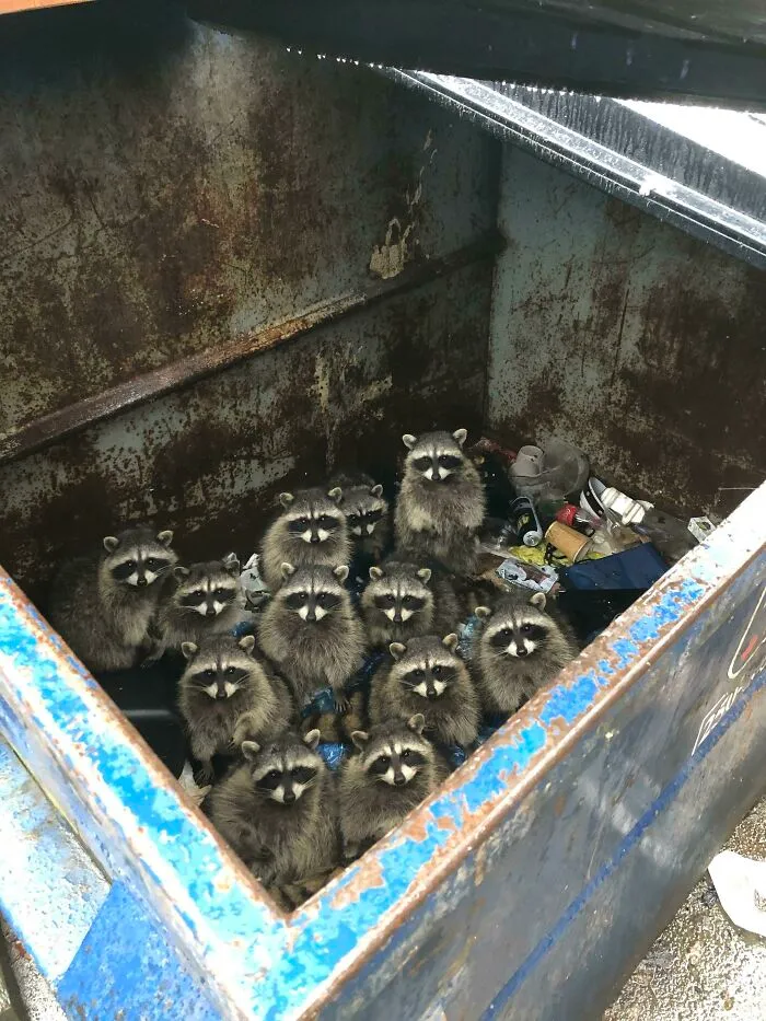 Twelve, Count ‘Em, Twelve Trash Pandas