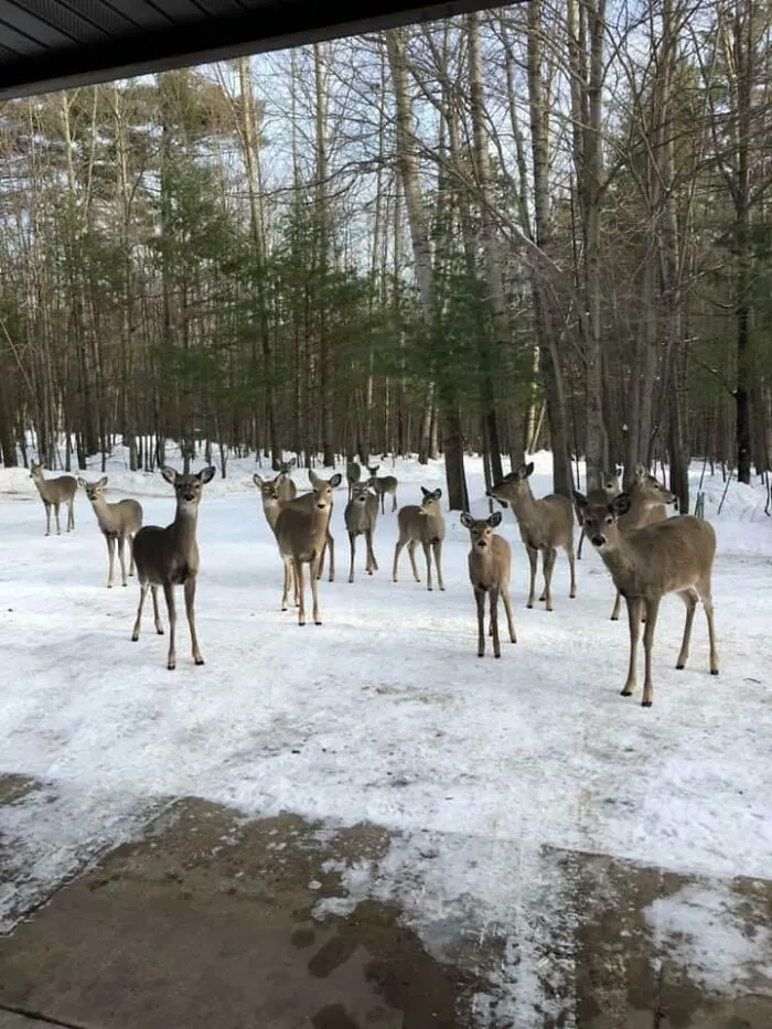 My Grandma Got A Lot Of Visitors The Other Day