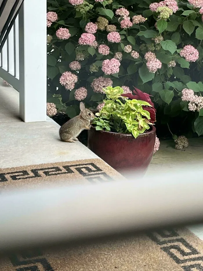 We Had A Visitor In Our Garden Today