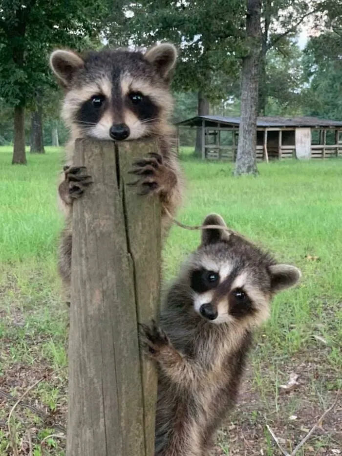 My Father-In-Law Had A Few Visitors On The Farm This Morning