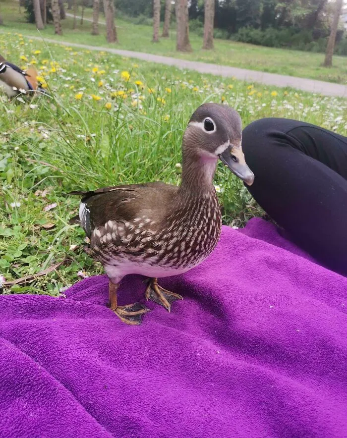 A wild duck standing on a purple blanket during a wholesome animal encounter in a grassy park setting.