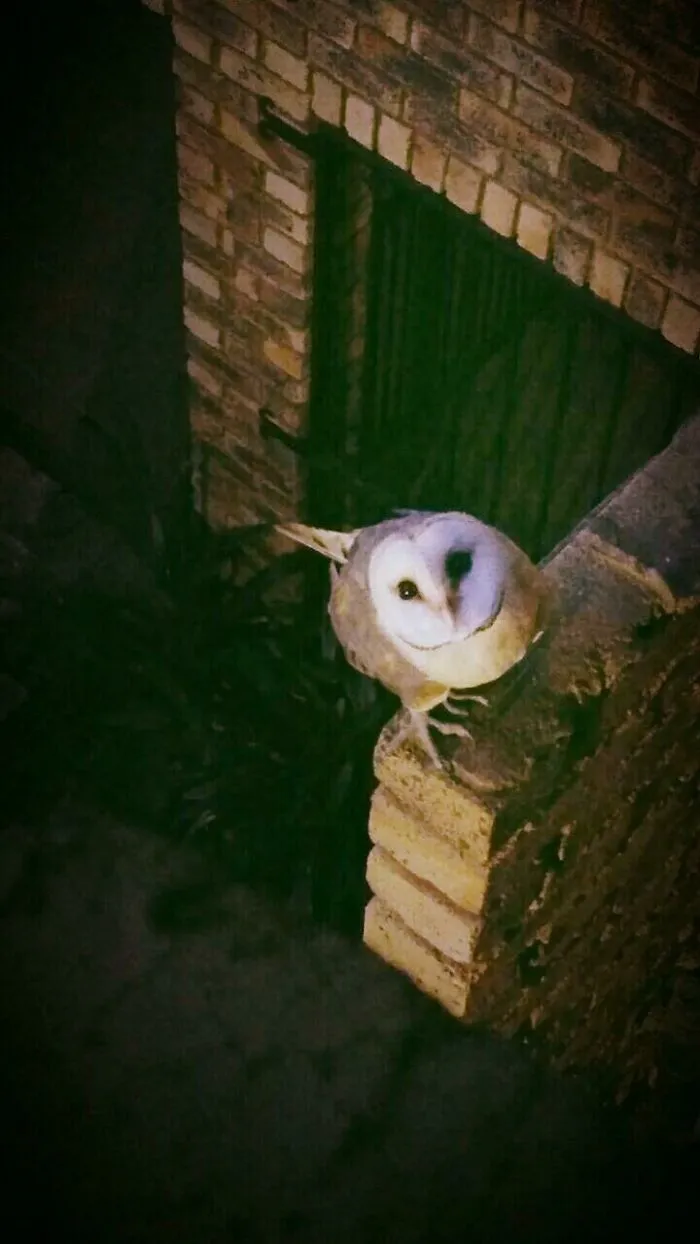 So I Had A This Guy Right Outside My Window.  Finally My Letter From Hogwarts?