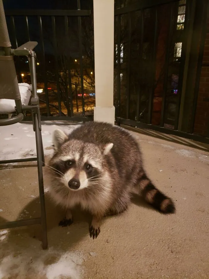 Raccoon on a balcony at night, one of the wild and wholesome animal encounters that surprised people outdoors.