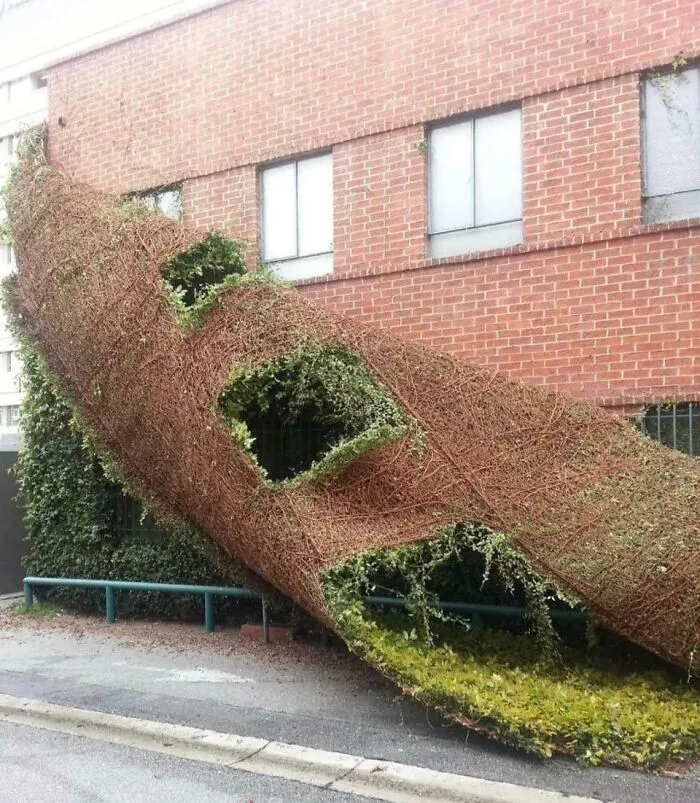 Ivy Peeling Off A Building