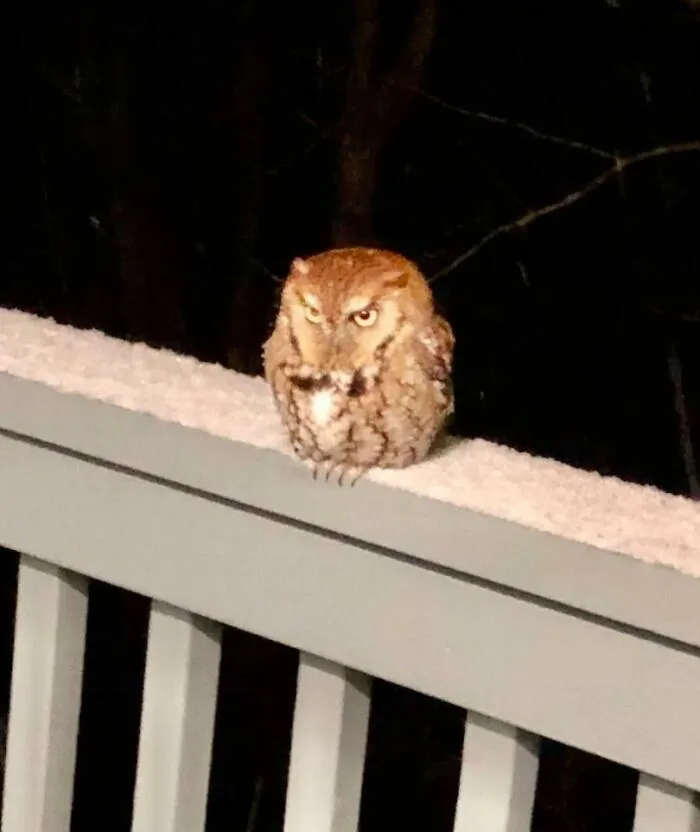 My Folks Had A Very Smol, Round, Angry Visitor Last Night