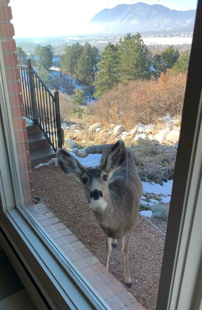 Deer making a wild and wholesome animal encounter outside a home window with a scenic mountain background.