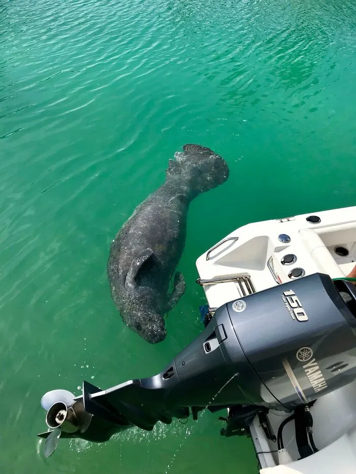Manatee swimming close to a boat motor in clear water, showcasing a wild and wholesome animal encounter.