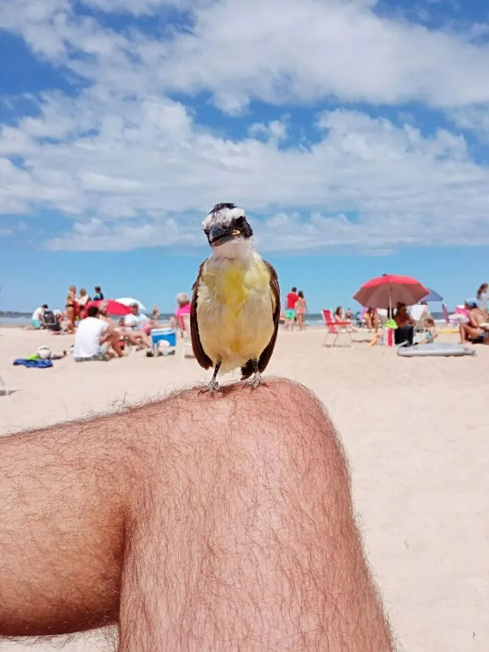 Small bird perched on a person's knee at the beach during a wild and wholesome animal encounter surprise moment.