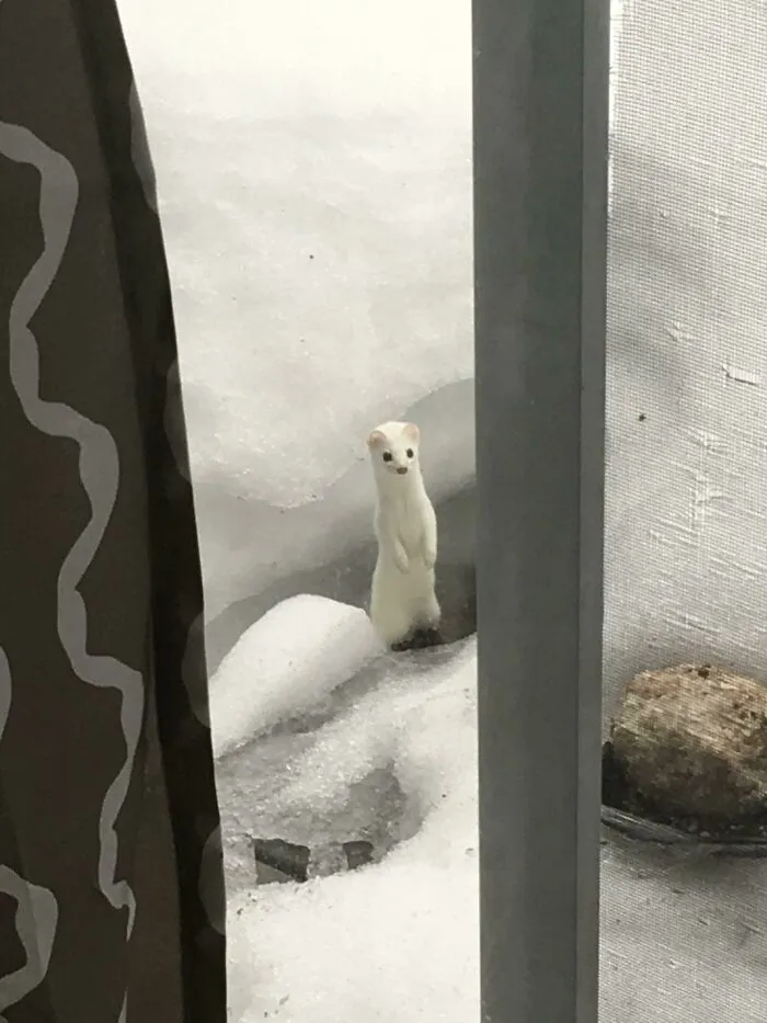 A wild animal standing upright in snowy backyard, showcasing a surprising and wholesome animal encounter through a window.