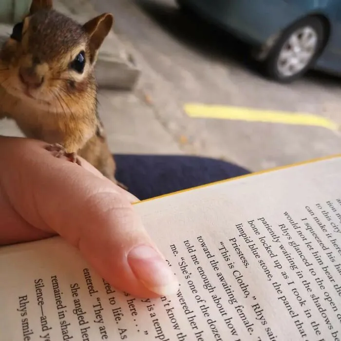 I Was Reading A Book In The Lot And This Chipmunk Came To Say Hello