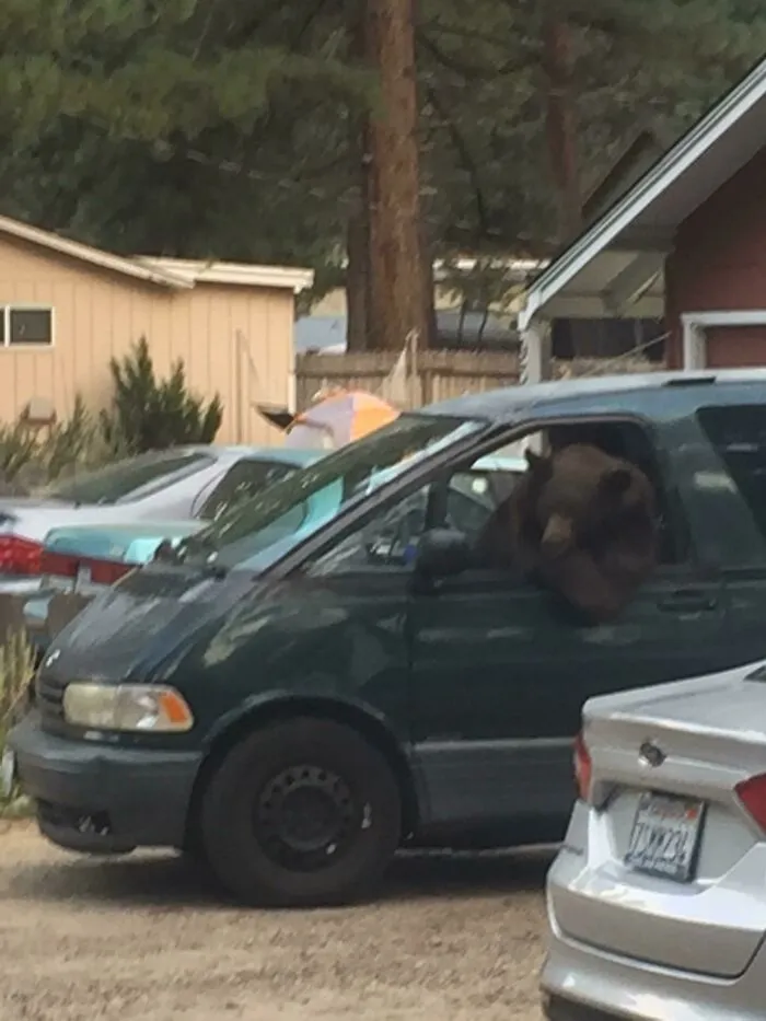 This Bear Hung Out In My Neighbors Car For Quite A While