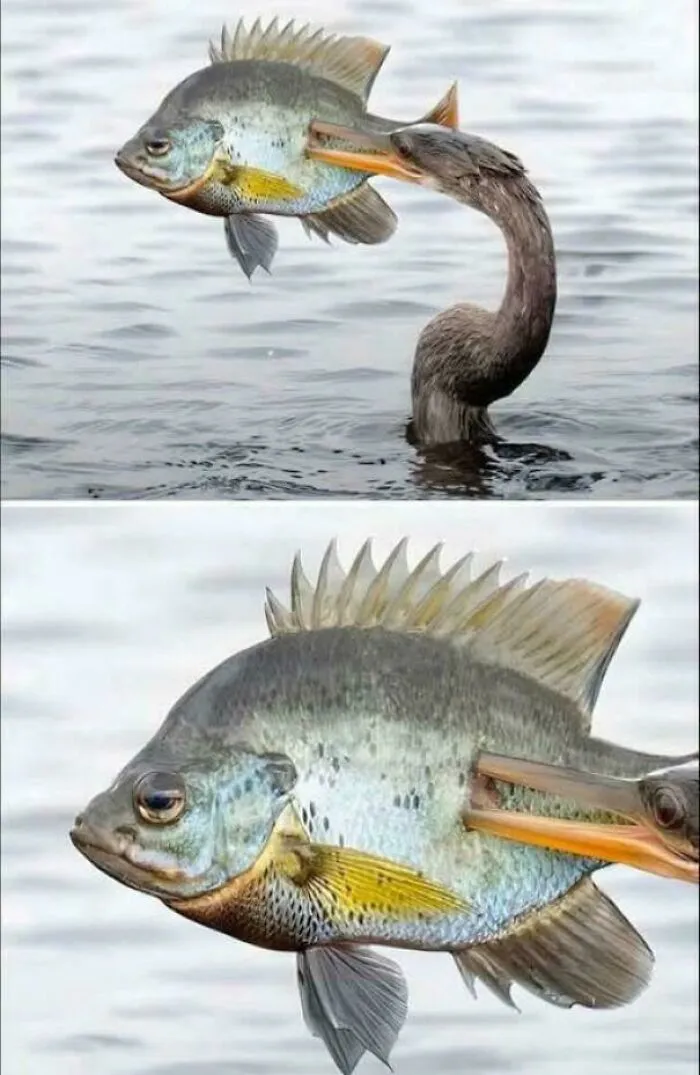 “Hmmm”: 66 Photos That We Definitely Cannot Explain But They’re Still Highly Amusing (New Pics)
