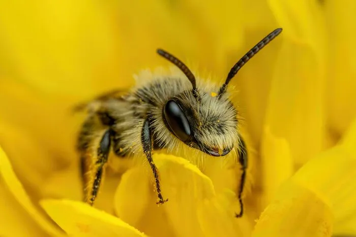Solitary Bee On A Dandelion