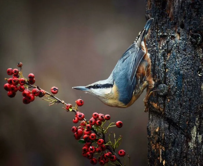 Nuthatch, Millers Wood, Sussex