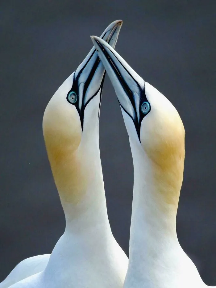 Gannets Fencing… Bempton Cliffs