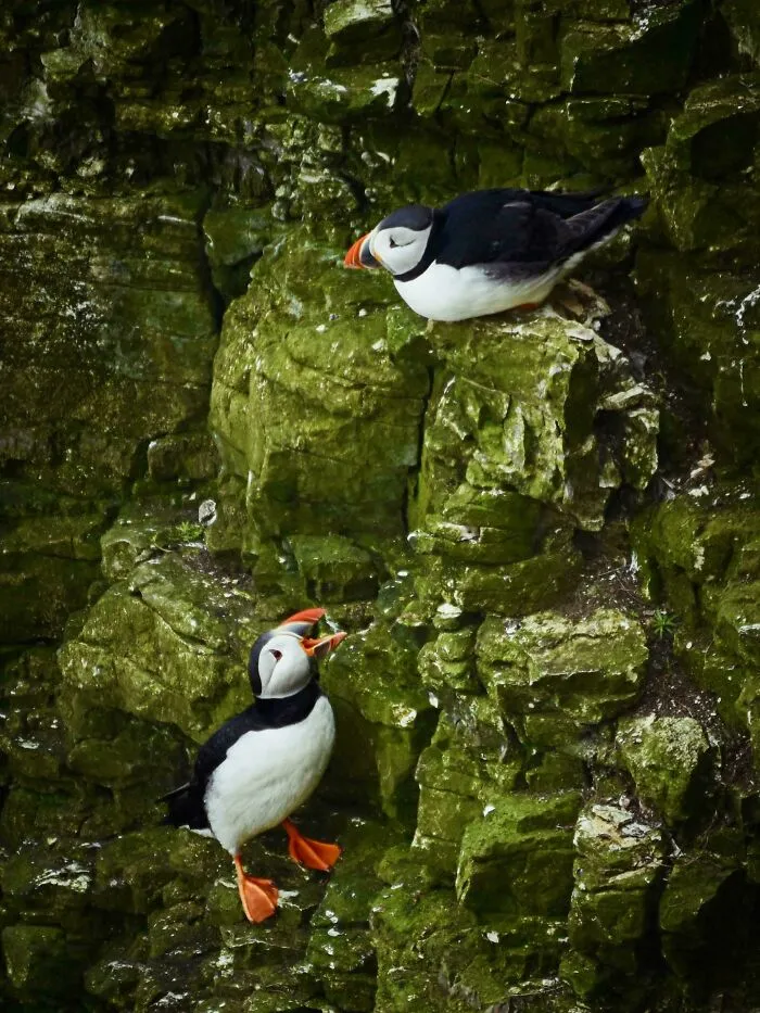 First Puffins Of 2026. Rspb Bempton Cliffs