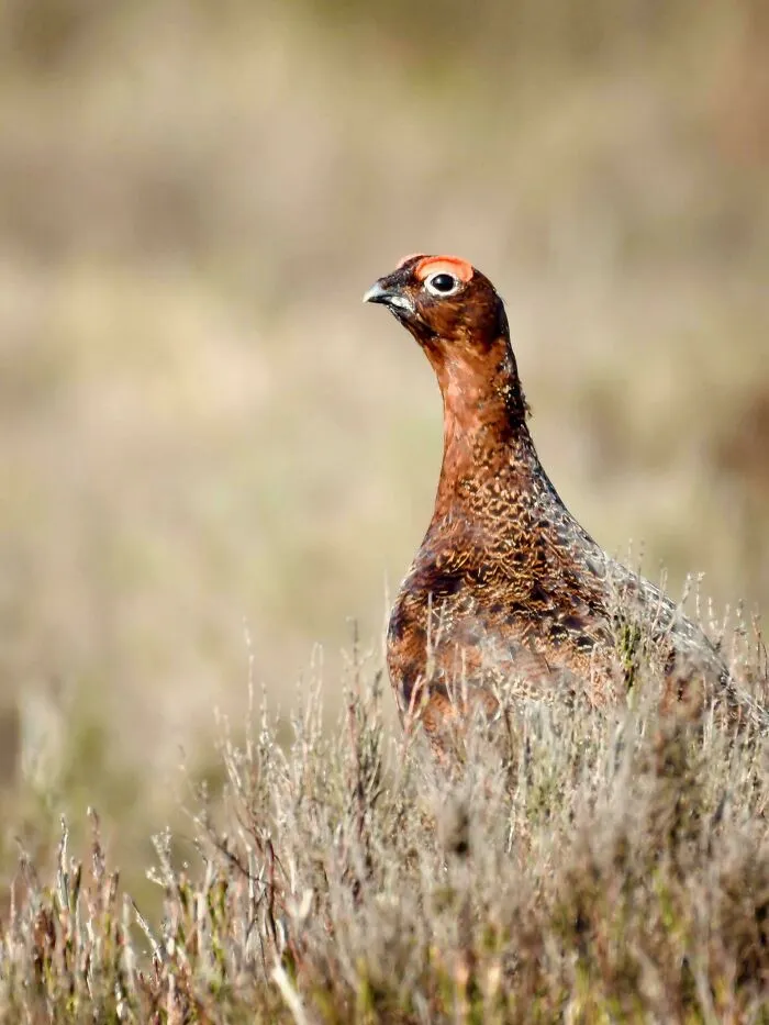 Famous Grouse - Red Grouse, Yorkshire Dales