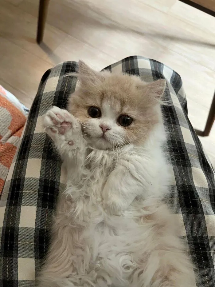 Cute fluffy kitten sitting on a lap waving its paw in wholesome animal pics
