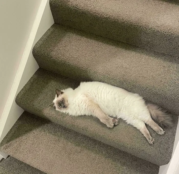 Wholesome animal pics showing a fluffy cat relaxing comfortably on carpeted stairs