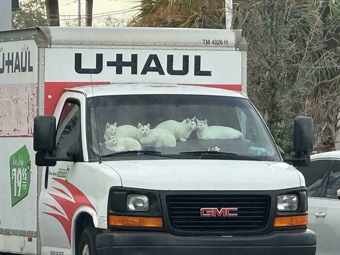 Group of white cats resting inside a moving truck cab featured in wholesome animal pics