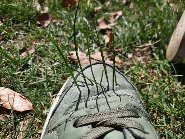 Close-up of grass growing through a shoe, a surprisingly not interesting detail from the community.
