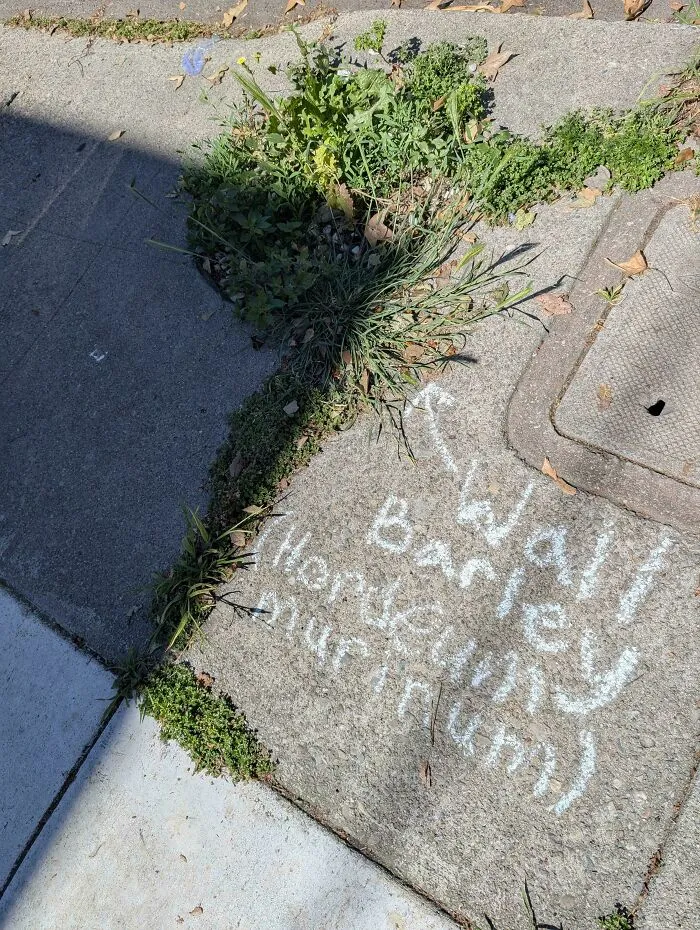 Someone In My Neighborhood Went Around And Labeled All The Plants Growing Up Through The Sidewalk