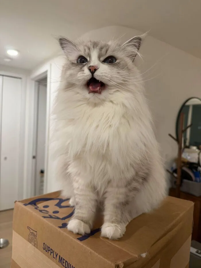 Fluffy white cat sitting on a cardboard box in a wholesome animal pics collection