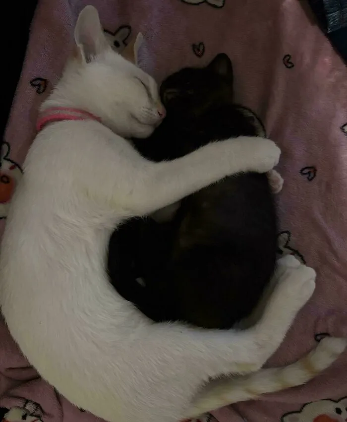 White cat and black kitten cuddling together in wholesome animal pics.