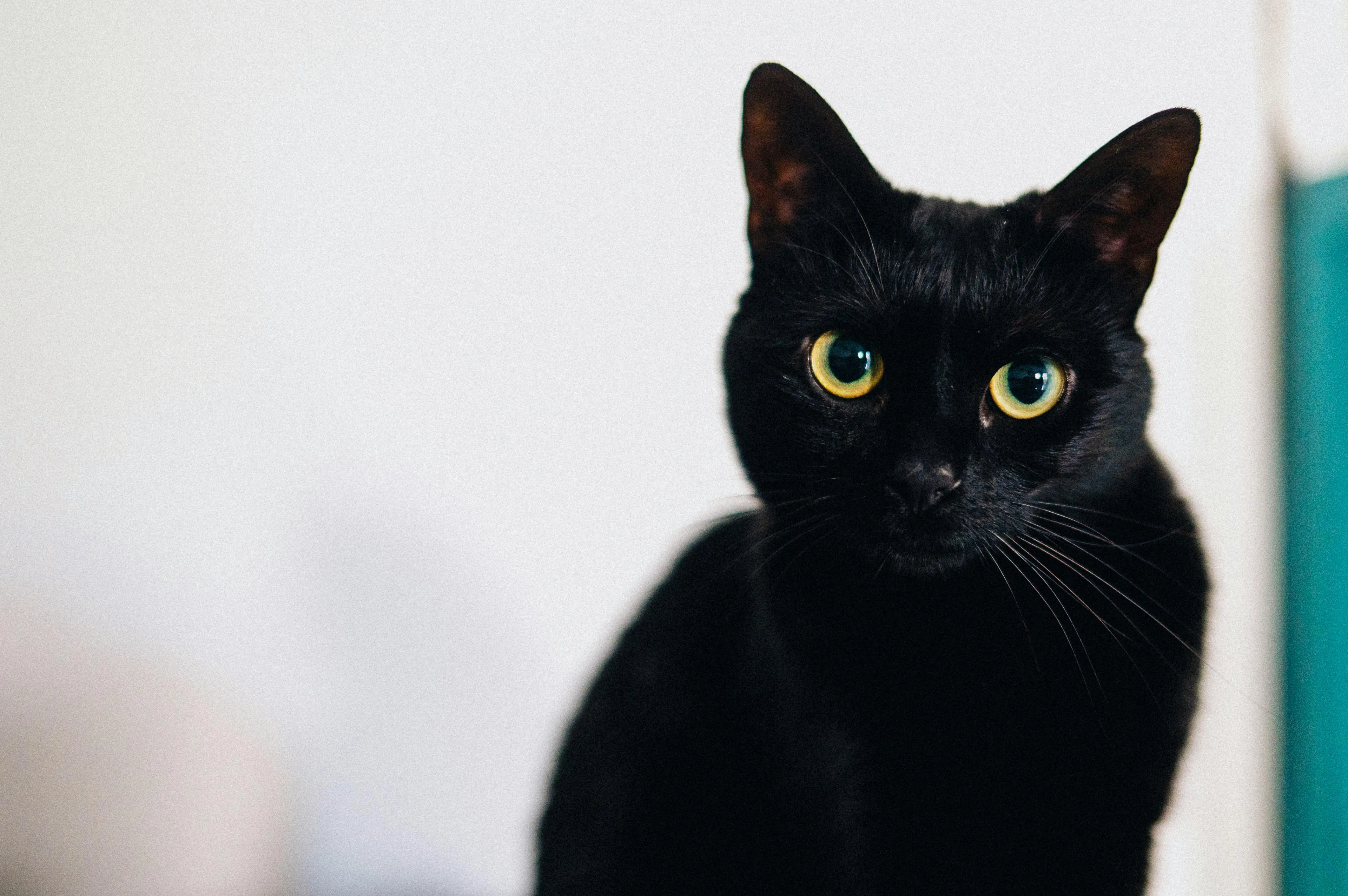 Black cat with bright yellow eyes looking attentively against a soft blurred background indoors.