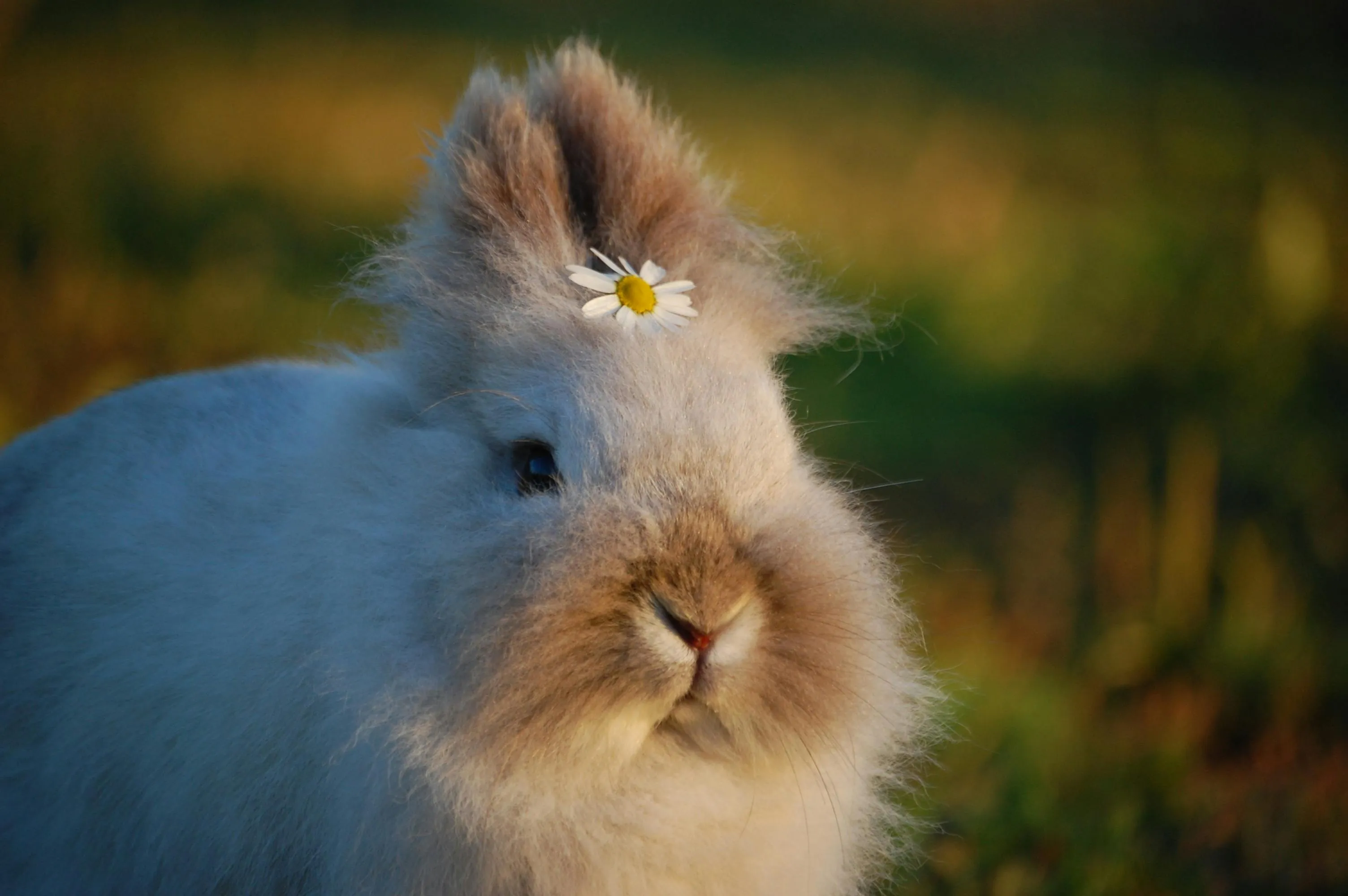 Fluffy bunny with soft fur and a small white flower on its head sitting outdoors in natural light.