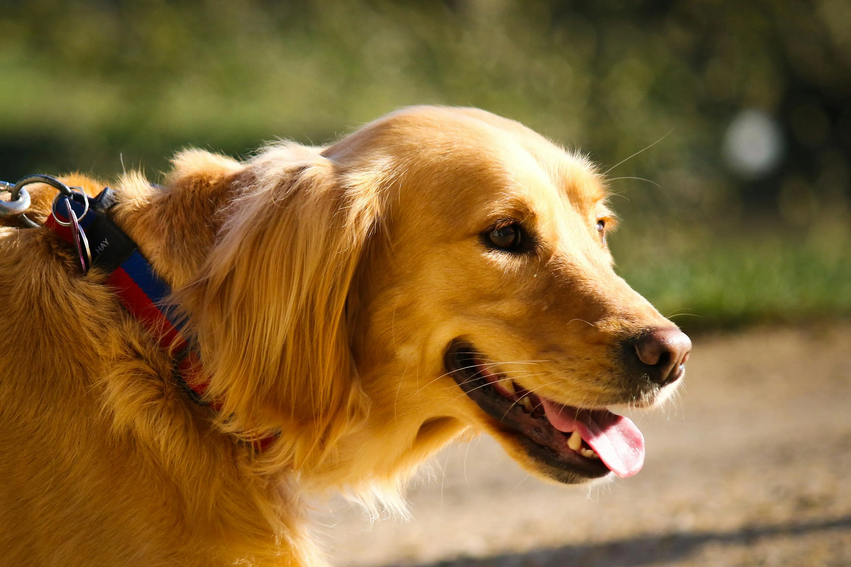 Golden retriever dog with tongue out, wearing a collar, standing outdoors in a sunny natural setting.