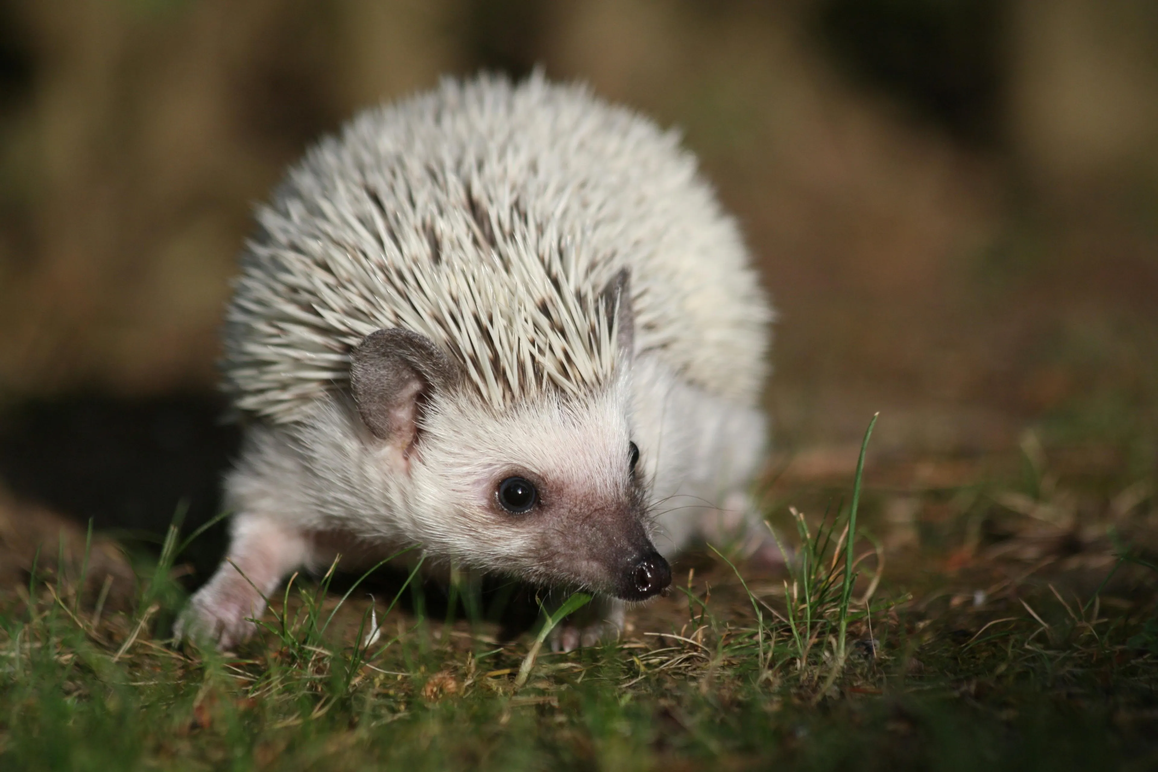 A close-up of a hedgehog with white spines walking on grass during daytime in a natural outdoor setting