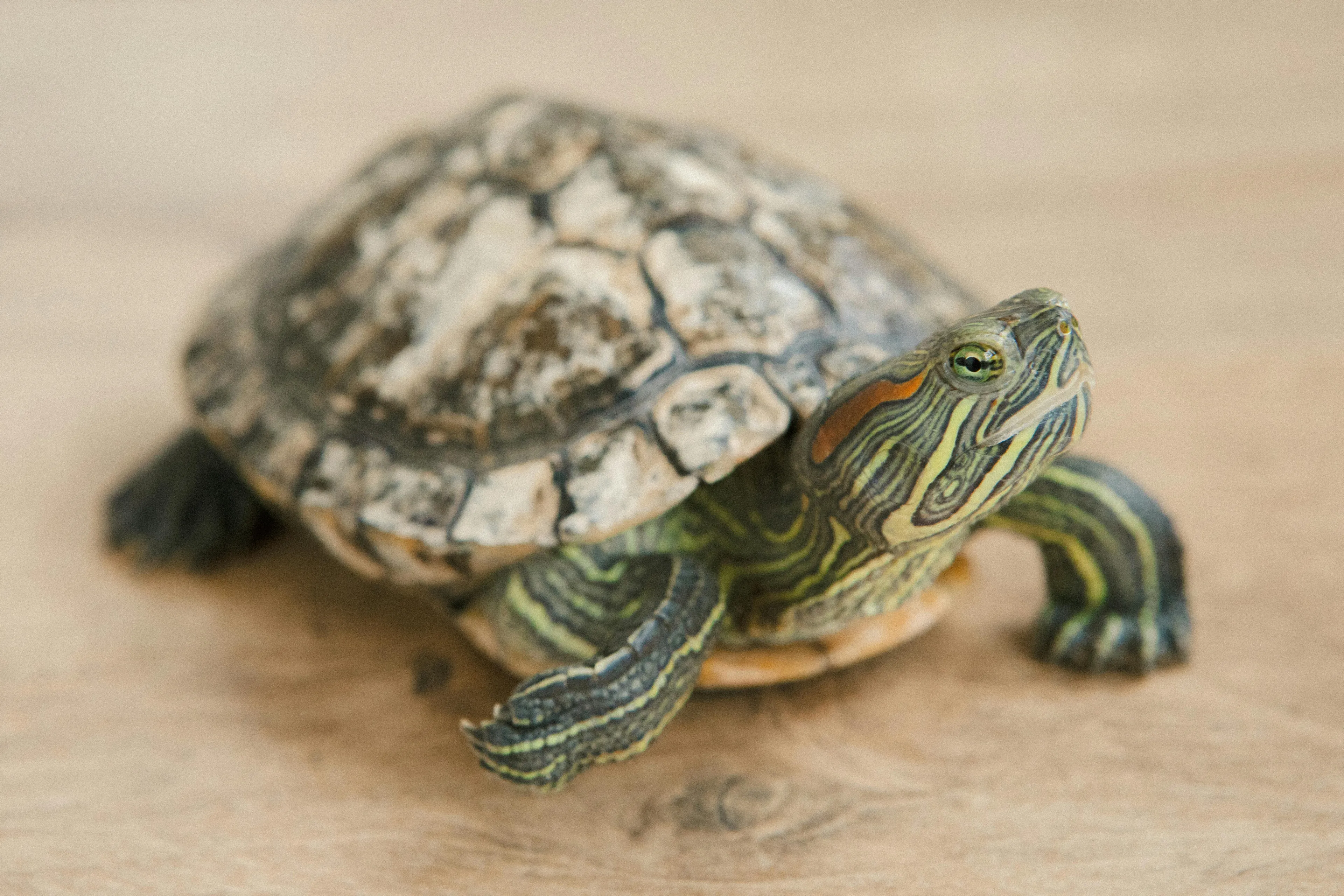 A close-up of a small turtle with detailed markings on its shell and skin resting on a wooden surface.