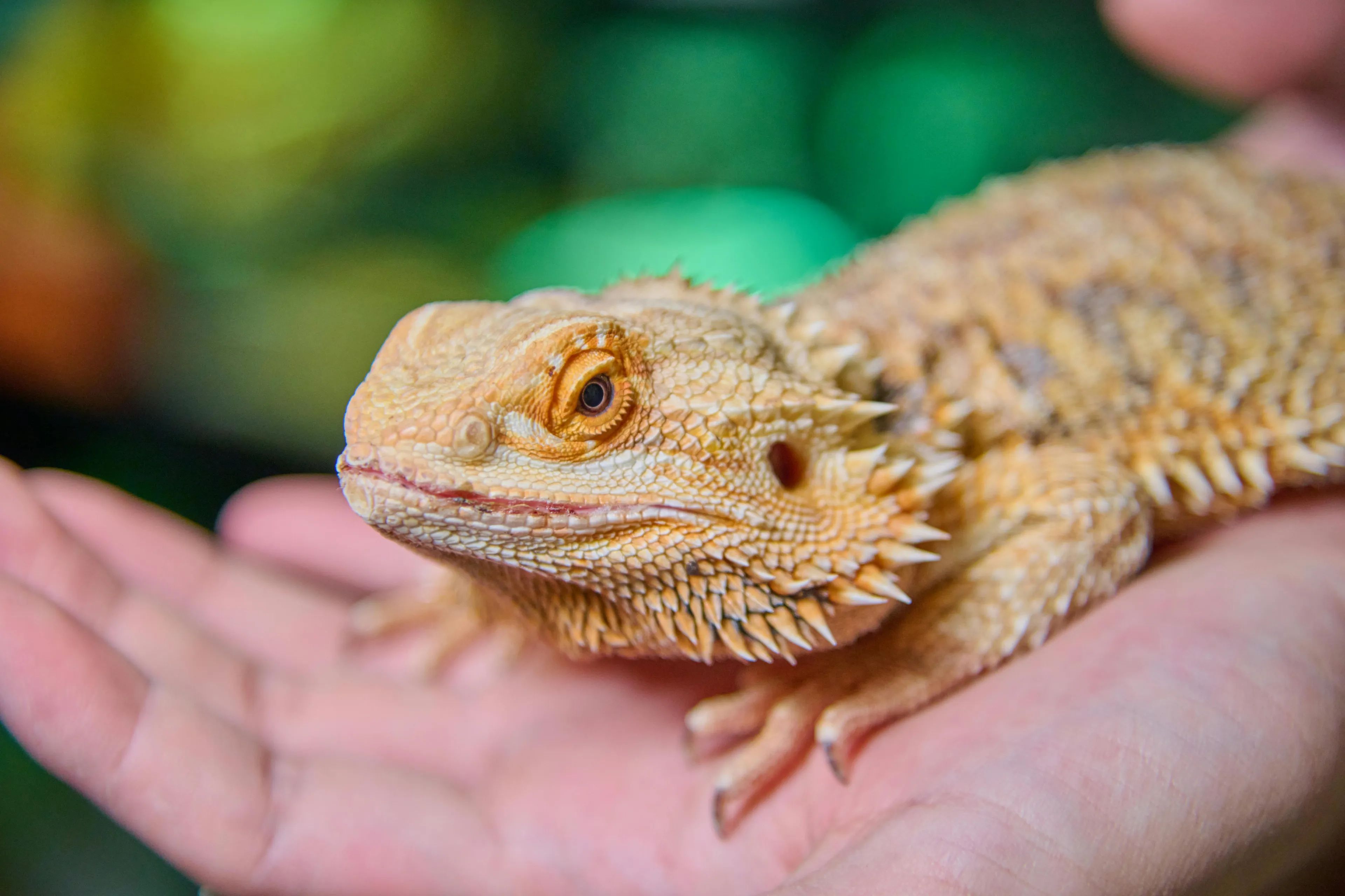 Bearded lizard resting calmly on a person's hand with a blurred green background in soft lighting.