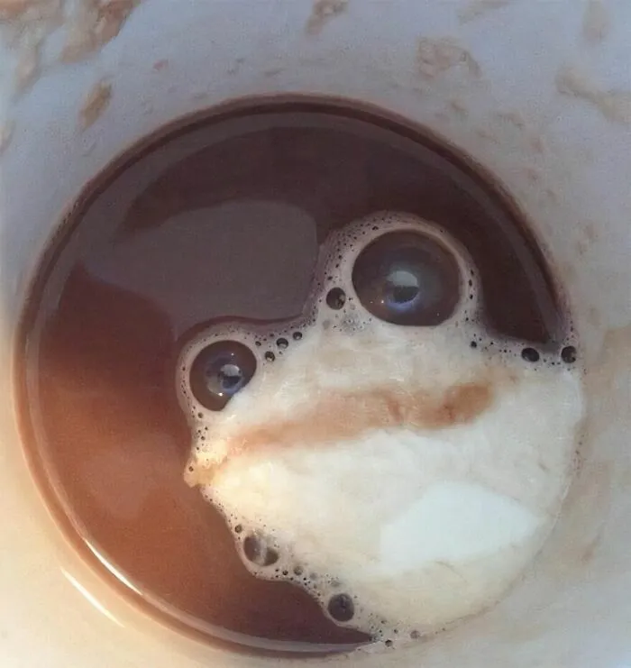 Frog 🤗🤗