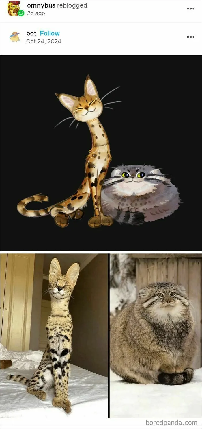 Pallas Cats Are So *round*