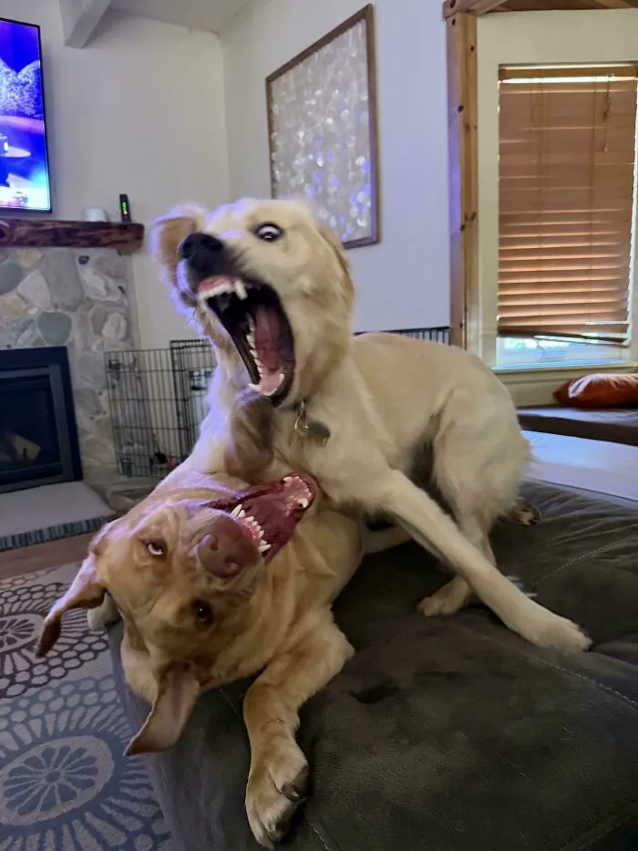 Two golden dogs play-fighting with wide open mouths in funny unhinged dog pictures.