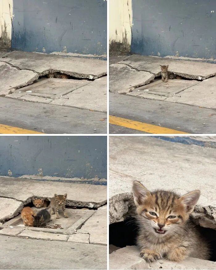 65 Hilarious Photos And Memes From This Page That Prove Life Is Better With Cats