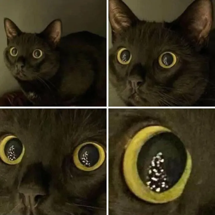 65 Hilarious Photos And Memes From This Page That Prove Life Is Better With Cats