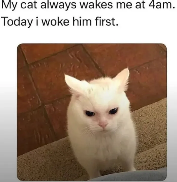 65 Hilarious Photos And Memes From This Page That Prove Life Is Better With Cats
