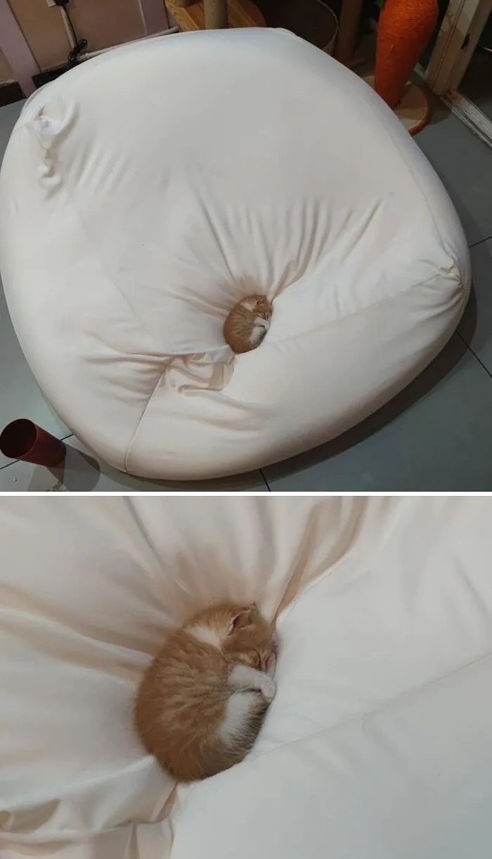 65 Hilarious Photos And Memes From This Page That Prove Life Is Better With Cats