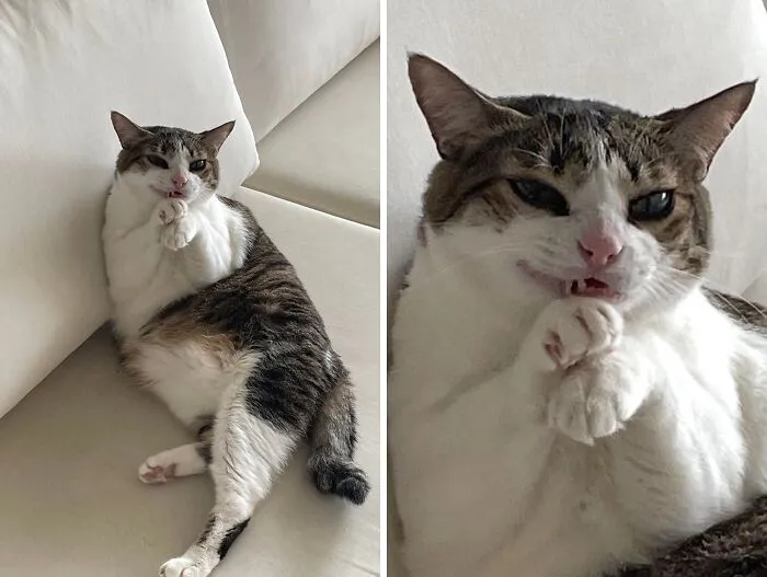 65 Hilarious Photos And Memes From This Page That Prove Life Is Better With Cats