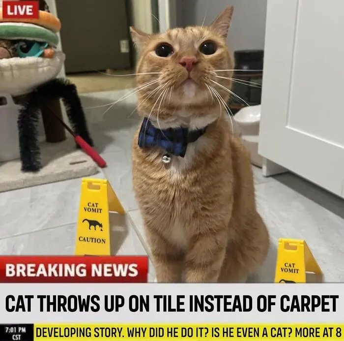 65 Hilarious Photos And Memes From This Page That Prove Life Is Better With Cats