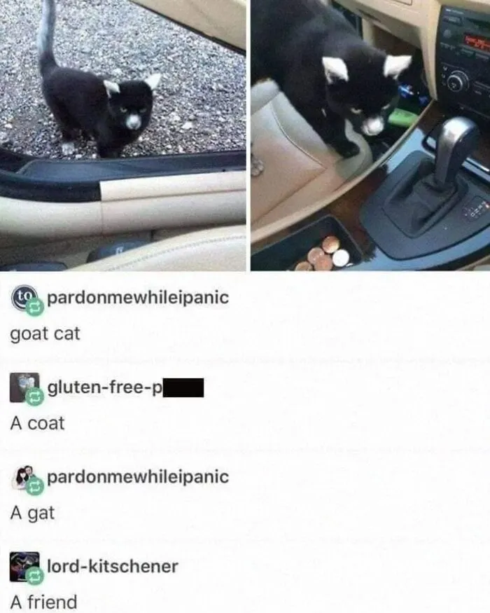 65 Hilarious Photos And Memes From This Page That Prove Life Is Better With Cats