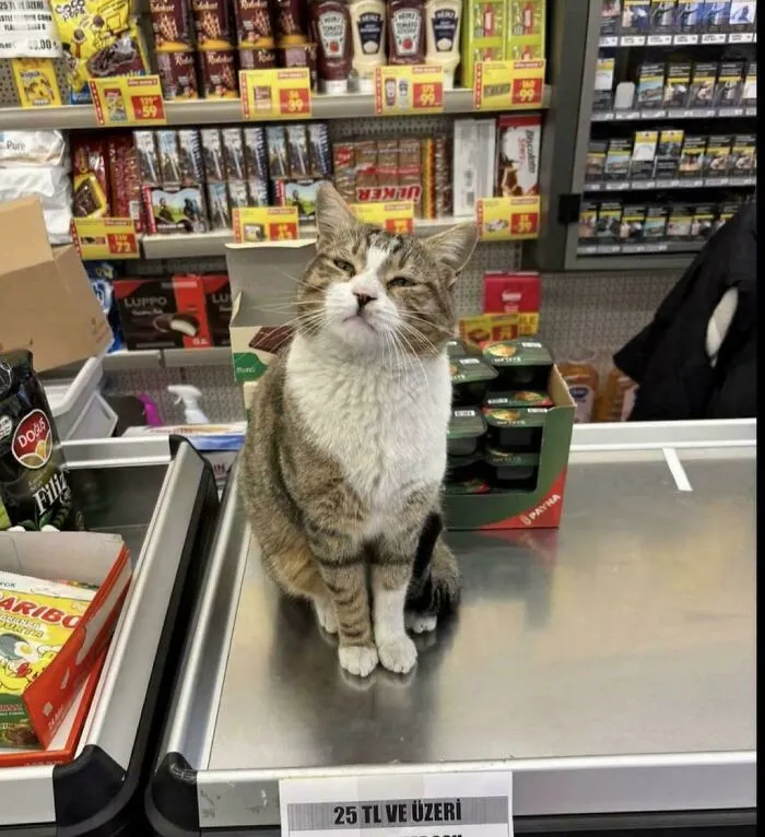 Cashier In Istanbul Refused To Bag My Groceries!