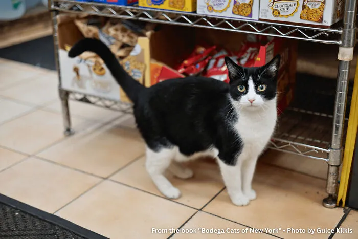 Cookie The Bodega Cat: The Owner Says 14,000 People Visit His Store Every Year Just To See Her. Npr Came. The New York Times Came. She Slept Through All Of It