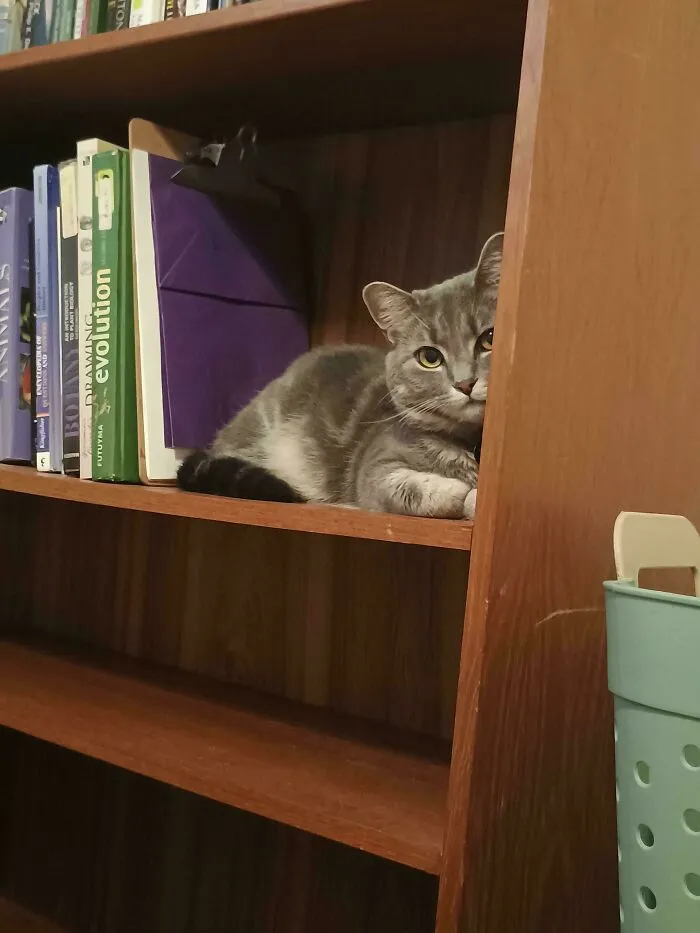 This Is Freya, She Is A Librarian. You May Not Take Out A Book Without Showing Her Your Card