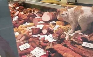 “Cleared A Four-Year Mouse Problem In Three Days”: 83 Funny Cats With Jobs They Take Very Seriously (New Pics)