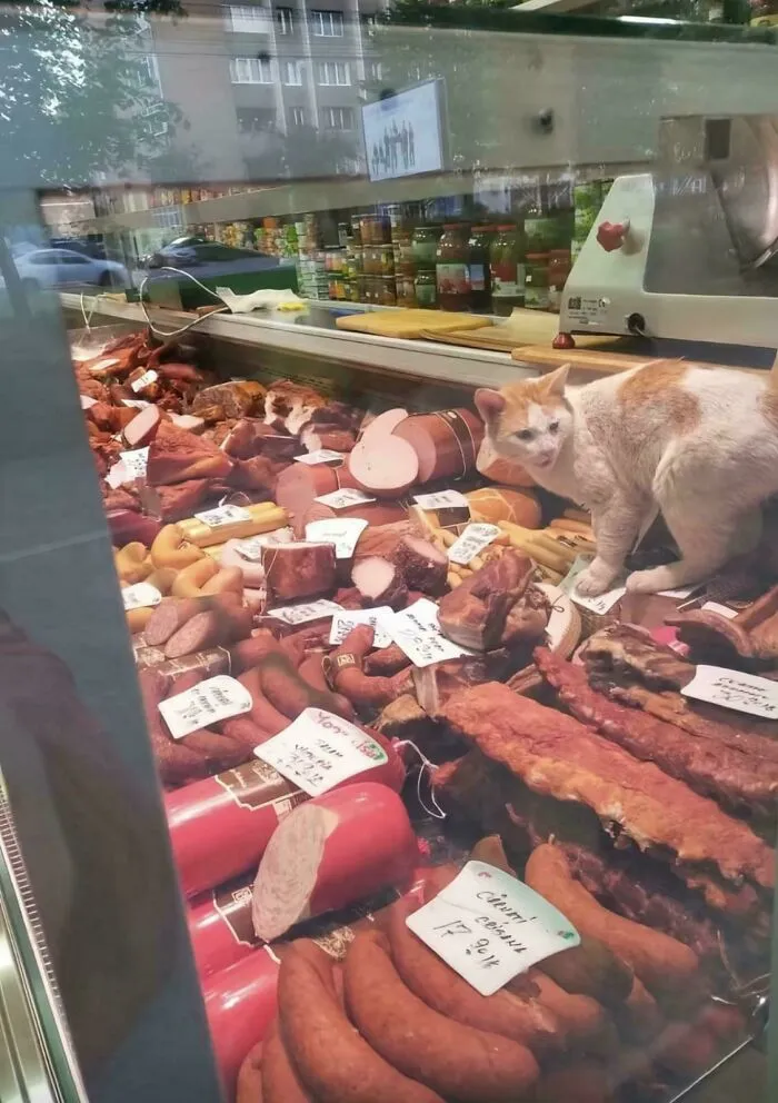 The Meat Store Cat Cashier Lady